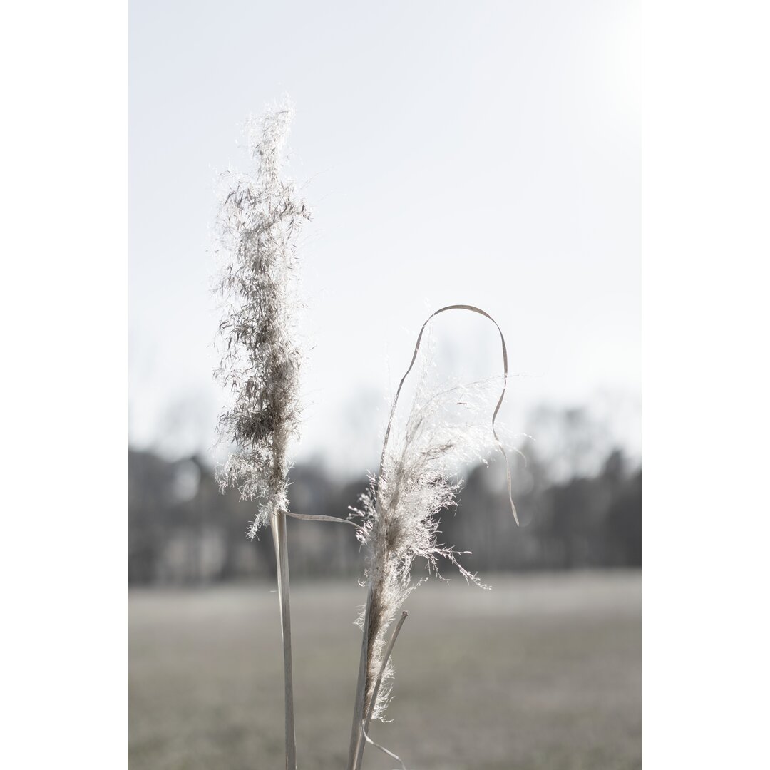 Leinwandbild Ethereal Pampas II von Jason Johnson