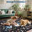 Washable Rugs for Bedroom Ultra-Soft Floral Peacock Floor Mats, Stain-Resistant Farmhouse Indoor Carpet with Non-Slip Backing, Foldable Thin Accent Rug for Living Room, Nursery-462365368