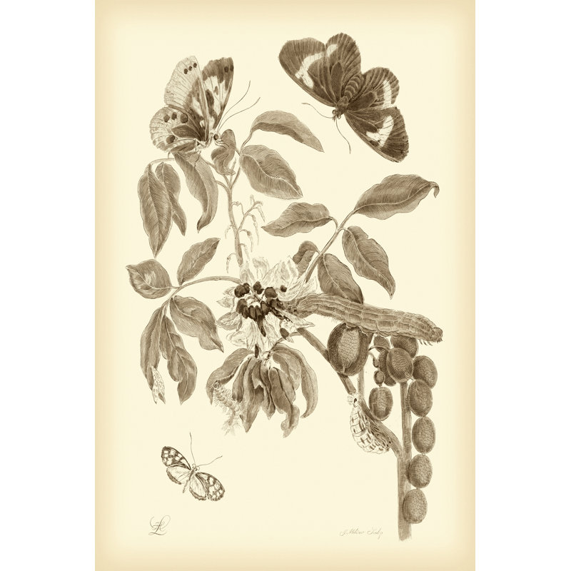 Nature Study In Sepia II - Wrapped Canvas Print, 122cm H x 81cm W