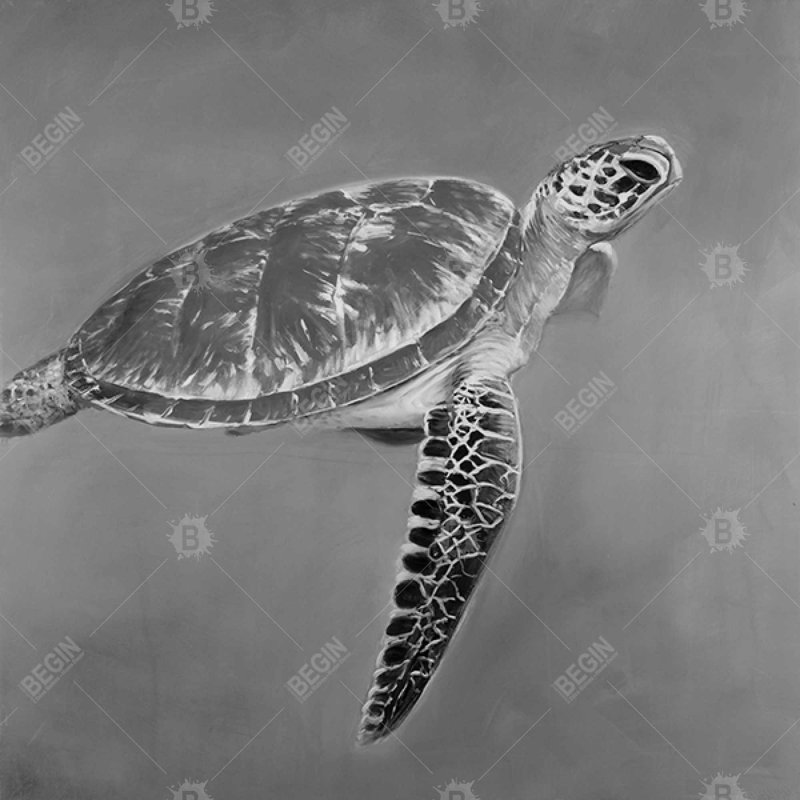 «Tortue aquatique en niveaux de gris»