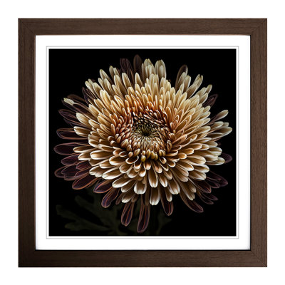 Chrysanthemum Photograph No.1 - Framed Print