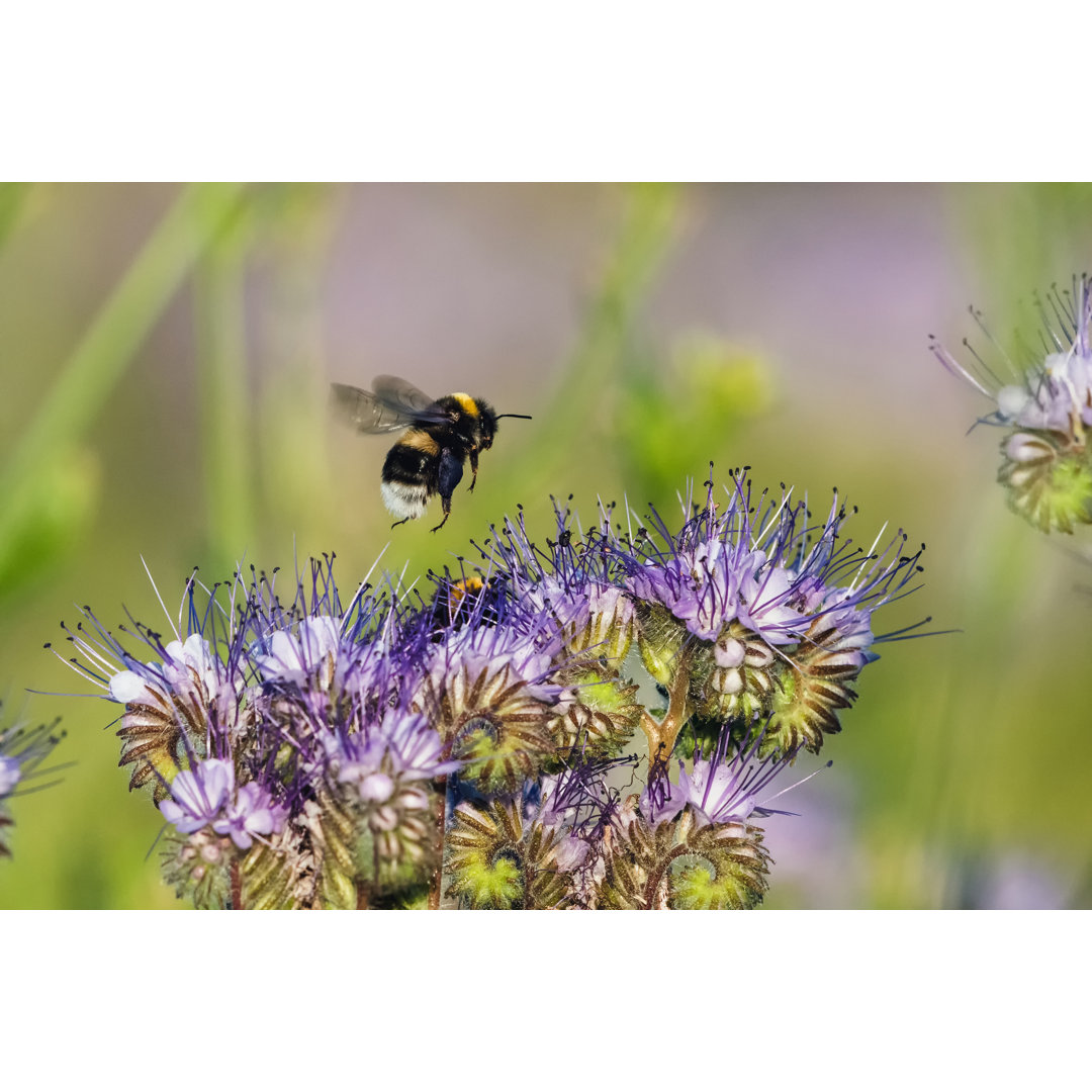 Fliegende Hummel - Kunstdrucke auf Leinwand - Wrapped Canvas