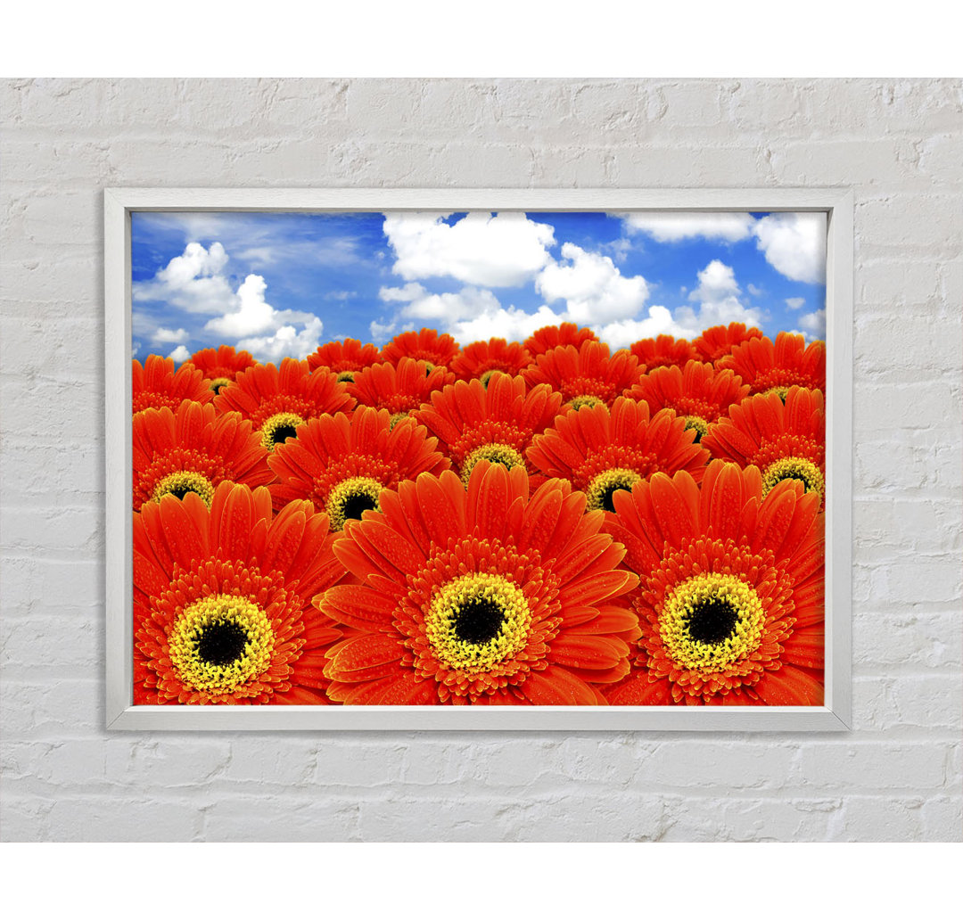 Orange Gerbera Heaven - Einzelner Bilderrahmen Kunstdrucke auf Leinwand