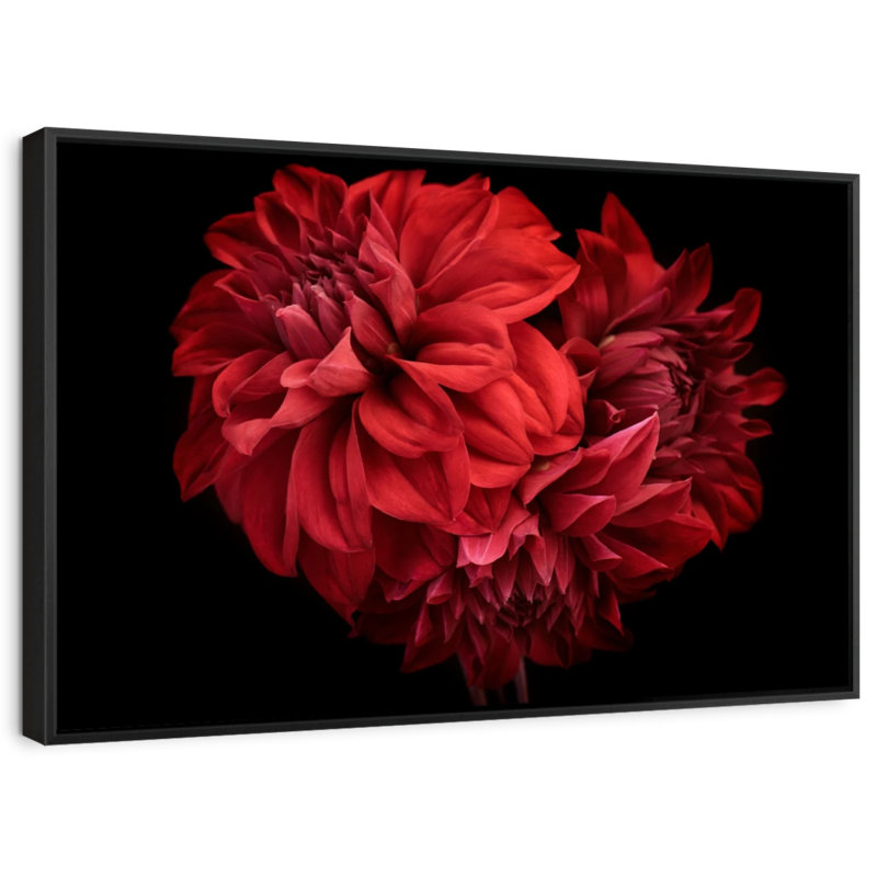 Blooming Red Dahlia Canvas Print, 9" H x 13" W