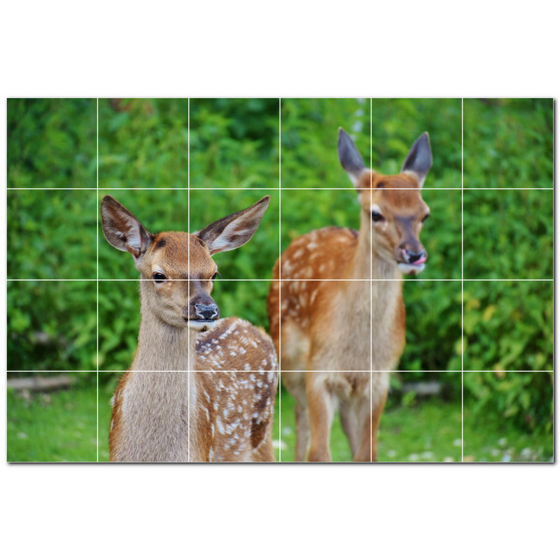 Cerf photo 12 x 12