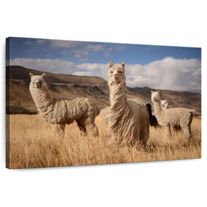 Crowle Andes Llamas