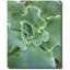 Succulent Center 3 Print by Joe Ruggiero