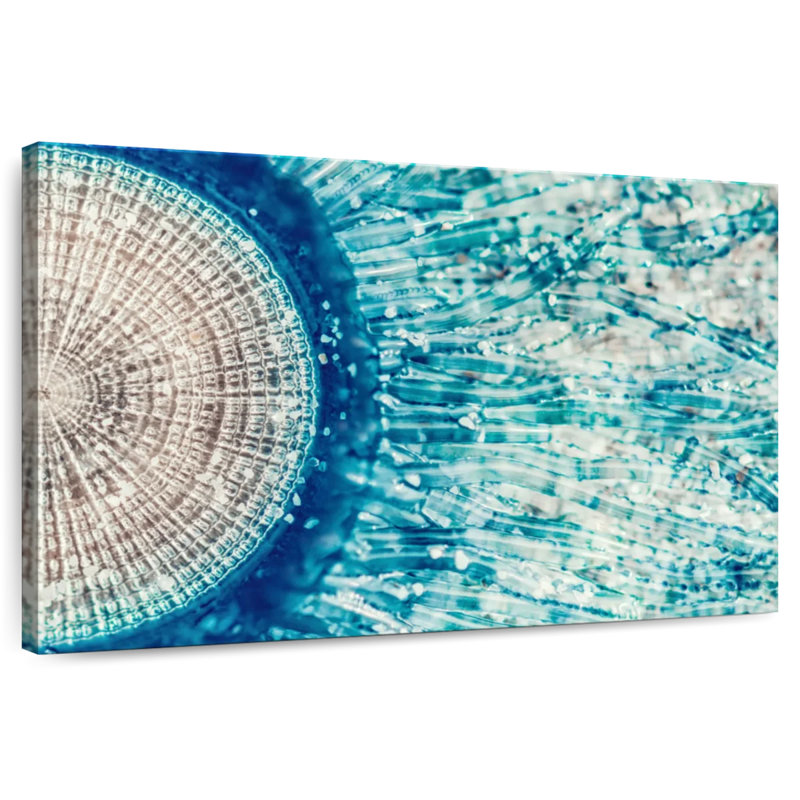 Crowle Jellyfish Details