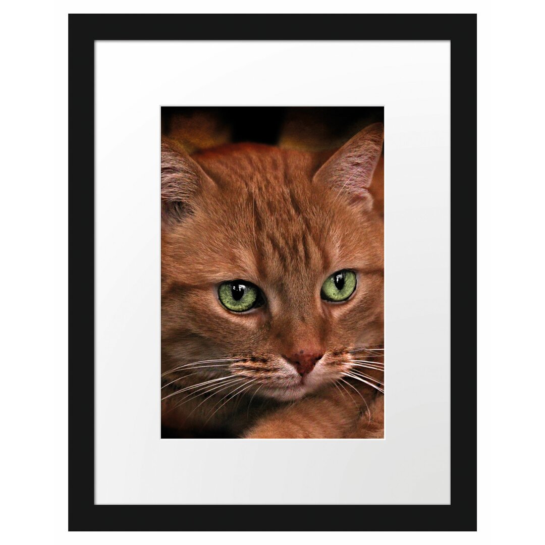 Wunderschöne Hauskatze Gerahmte Fotokunstdruck Poster