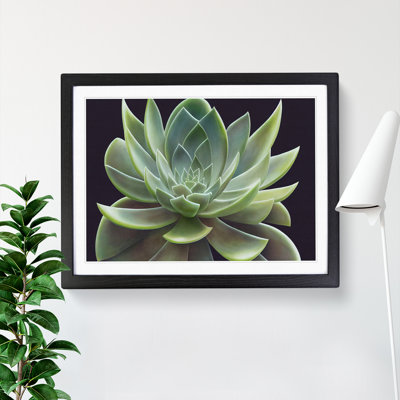 Illuminating Succulent Plant - Single Picture Frame Print