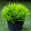 Fausse plante artificielle d'extérieur - 20 paquets artificiels
