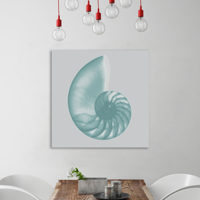 Aquifer Sea Shell - Wrapped Canvas Print, 122cm H x 122cm W