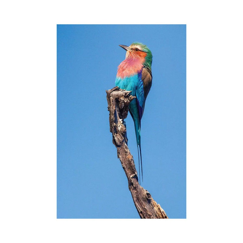Hummingbird Sight by Jimmyz - Wrapped Canvas Gallery-Wrapped Canvas Giclée