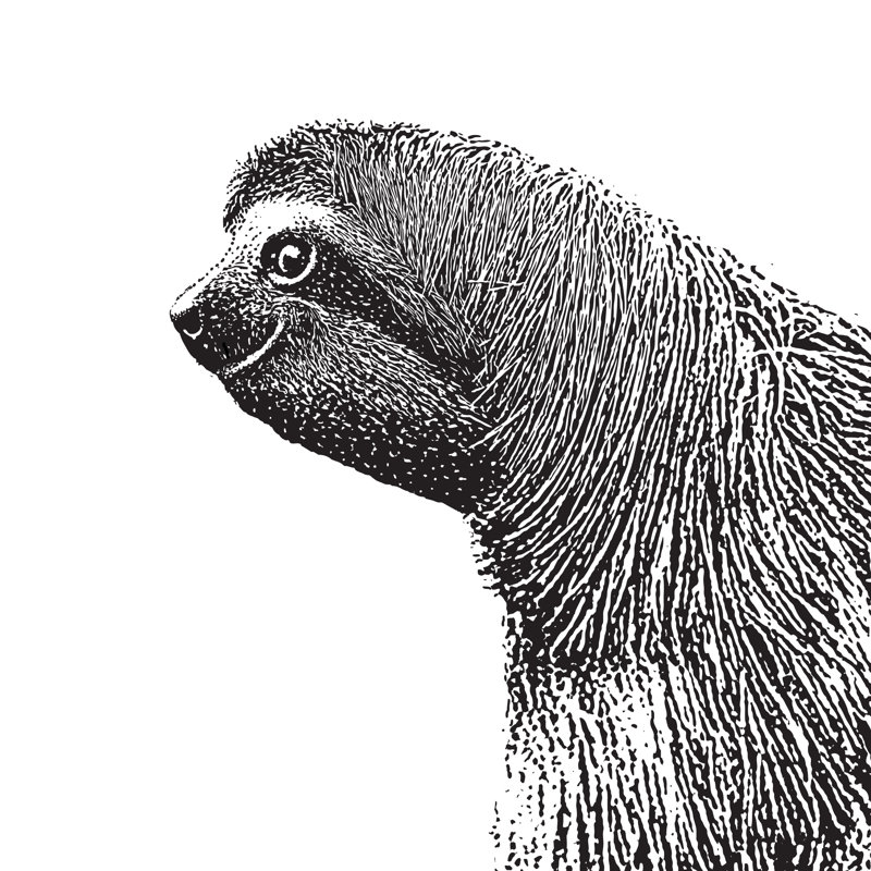 Three Toed Sloth by GeorgePeters - Wrapped Canvas Print, 122cm H x 81cm W