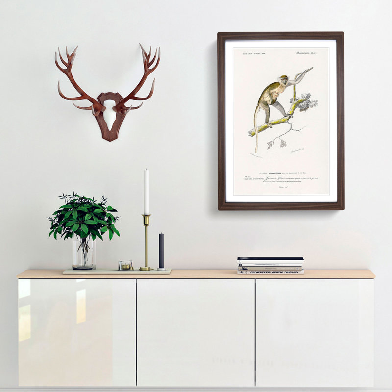 Grivet Monkey PL. 6 by Charles D'Orbigny - Picture Frame Painting Print, Walnut Framed, 36cm H x 27cm W x 2cm D