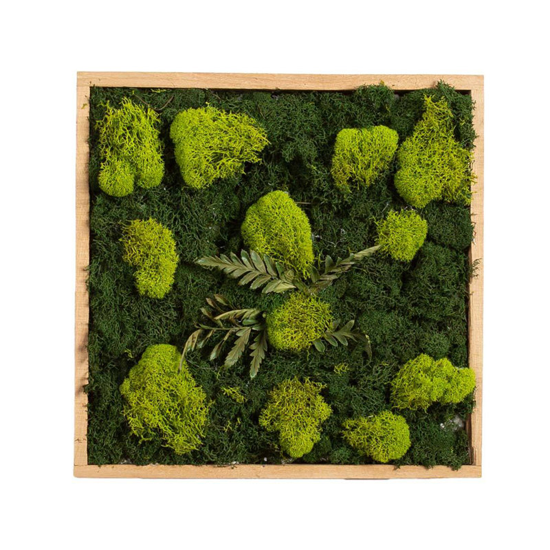 Moss Plant in Wood Freestanding