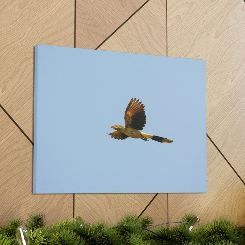 Coucou majestueux, impression gratuite d'art mural animal, H 12 po x l 18 po