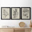 «Antique Black and White Botanical IV», ensemble de 3 peintures sur toile encadrées-508101472-508101476