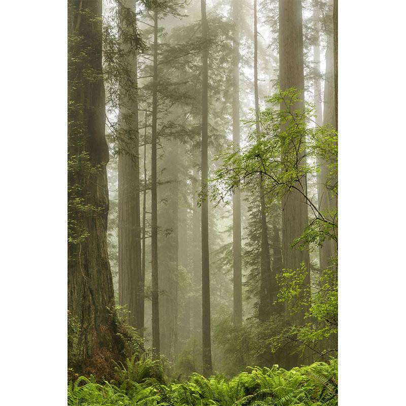 Summer Forest II by Dianne Poinski - Canvas Photograph Print, 76cm H x 51cm W, Wrapped Canvas