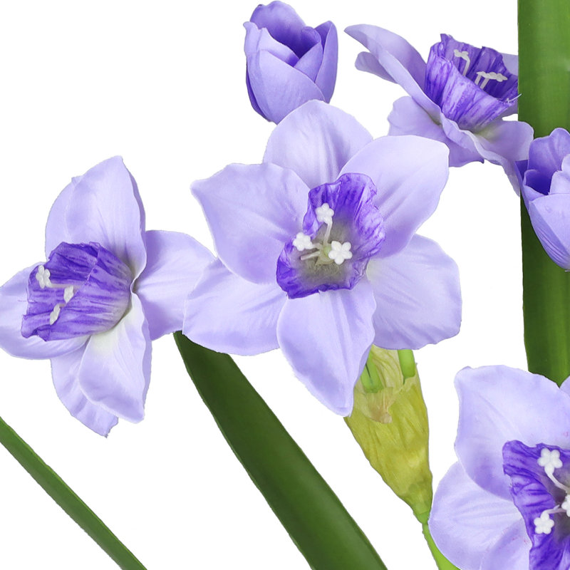 Tulipes, Mauve