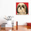 «Shih Tzu On Red» - reproduction de photo-52364245-52364231