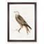 Red Kite by Von Wright - Picture Frame Painting Print-55772034-55772037