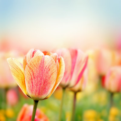 " Spring Tulip Flowers " by Acik
