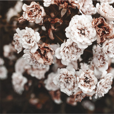 Filtered Flowers With Blue - Wrapped Canvas Print