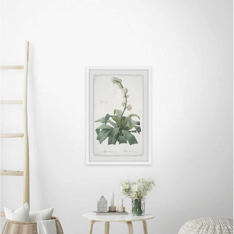 « aletris fragrans », reproduction d’impression encadrée, H 45 po x l 30 po