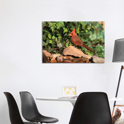Northern Cardinal Male, Santa Rita Mountains 1 Piece Wrapped Canvas Wall Art