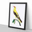 Golden Oriole Bird by George Shaw - Framed Print-55621112-55621114
