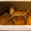 Niche pour chien Winter Winter-1700991766-1700991785