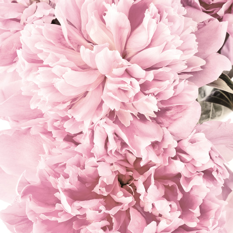 Grappe de pivoine rose pâle - photographie sur toile tendue, H 36 po x l 36 po