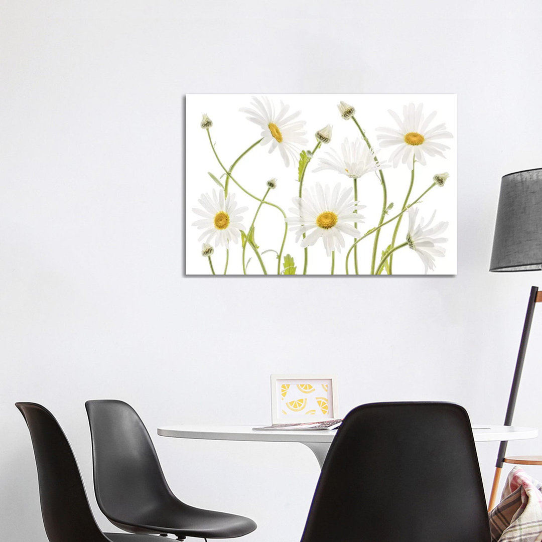 Ox Eye Daisies by Mandy Disher - Print on Canvas
