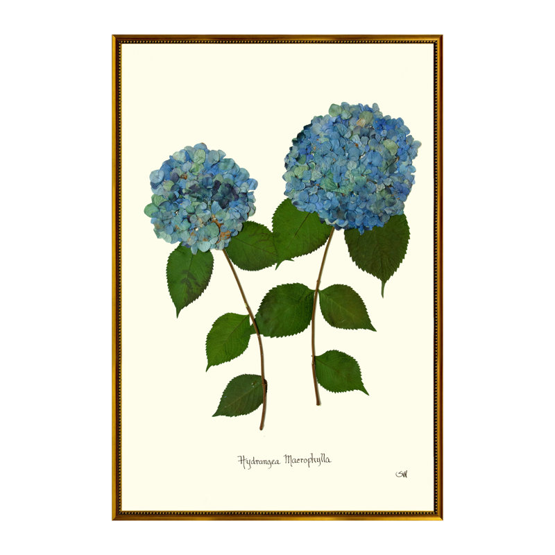 Double Blue Hydrangea Print by Sandy Whitaker, 25.25" H x 21.25" W
