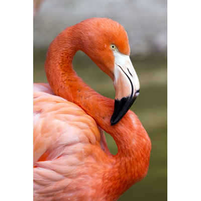 Flamant rose - photographie sur toile tendue