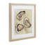 Reproduction encadrée sous verre Beige Oyster Trio, conception par CAD-1169904268-1169904269