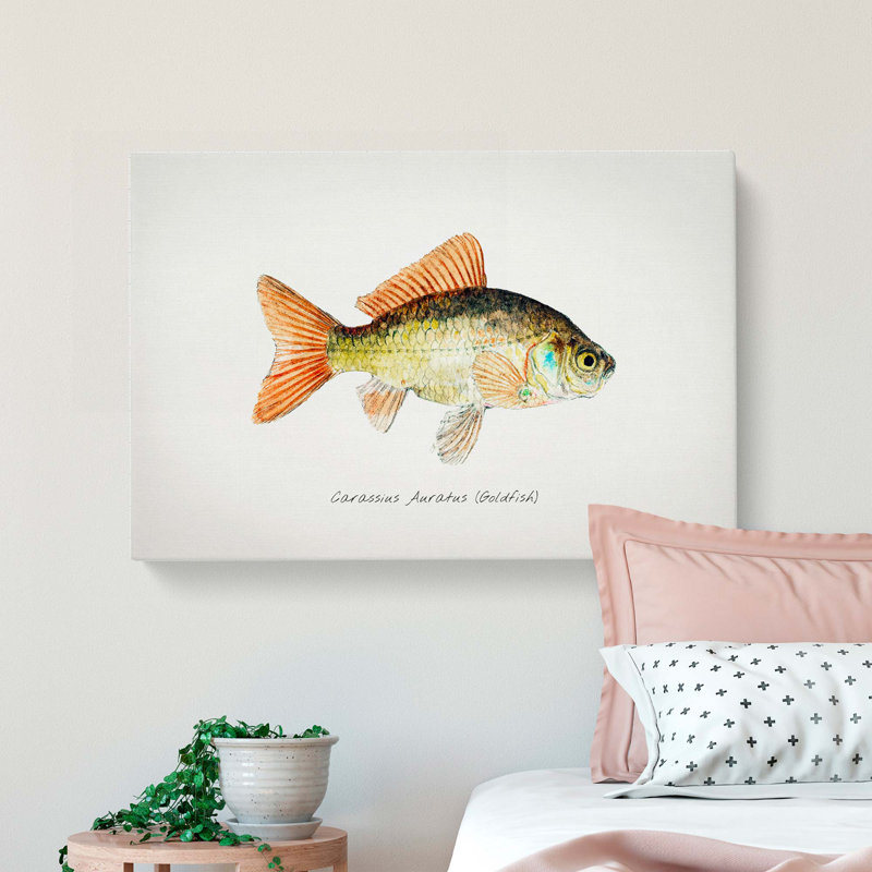 Illustration of a Goldfish by F.E. Clarke - Wrapped Canvas Painting Print, 50cm H x 76cm W x 3cm D