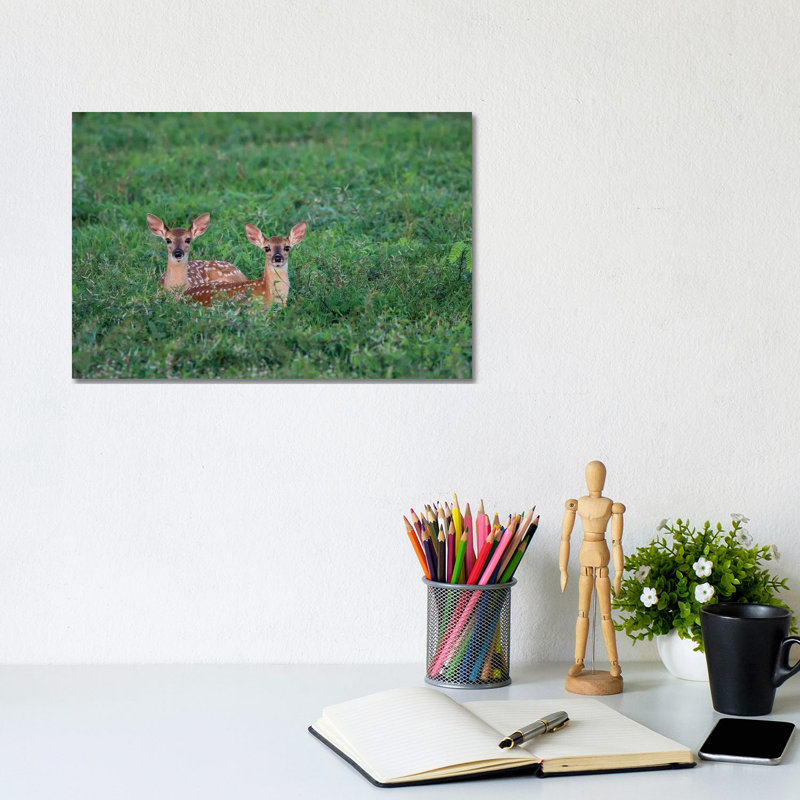 White-Tailed Deer (Odocoileus Virginianus) Fawns Resting In Cover. by Larry Ditto - Wrapped Canvas Print