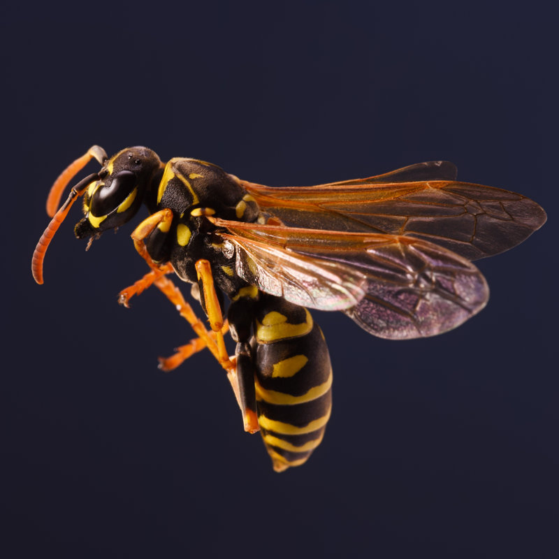 «Kanalu Worker Wasp» par Skydie - photographie sur toile tendue, H 12 po x l 12 po