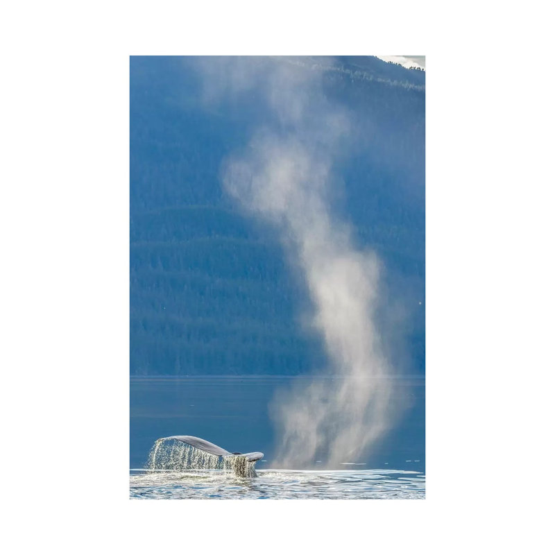 USA, Alaska, Tongass National Forest. Humpback Whale Dives After Spouting 1 Piece Wrapped Canvas Painting