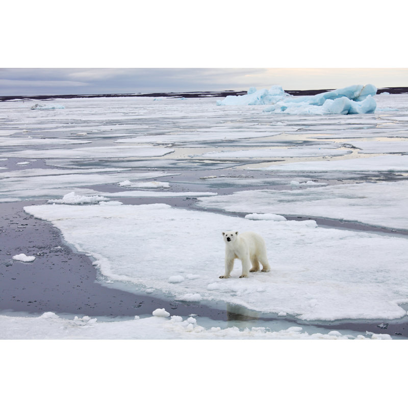 Polar Bear - Wrapped Canvas Print, 30cm H x 46cm W x 3.8cm D