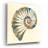 " Shell I " by Studio Mousseau-1908354600