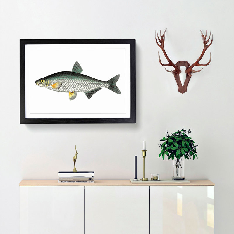 Vimba Carp Fish by George Shaw - Framed Print, 27cm H x 36cm W x 2cm D, Black Framed