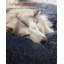 140x140x20cm Polyester Pet Bed-109599173