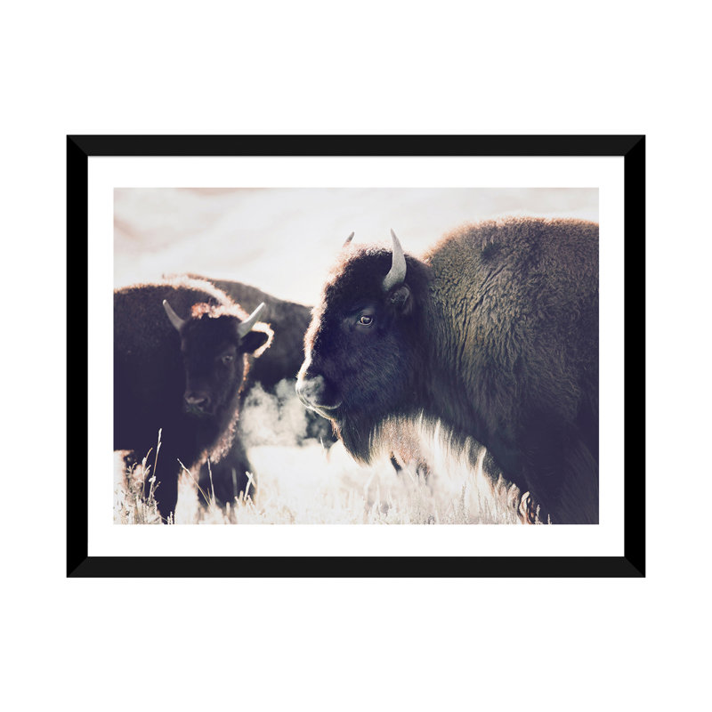 Photographie buffalo, H 16 po x l 24 po x P 1 po, Papier avec cadre noir