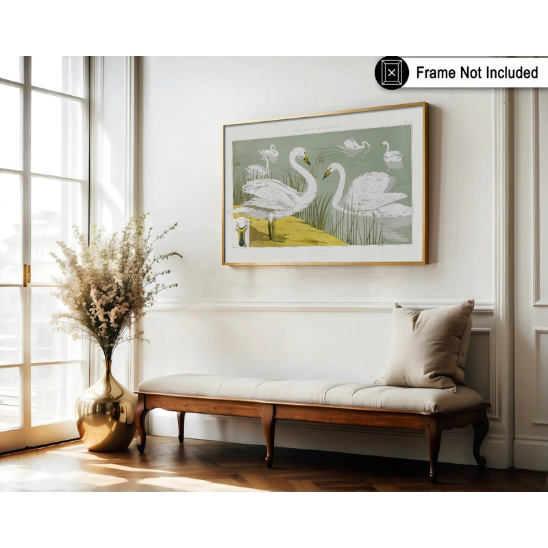 Cygnes blancs blancs, Sans cadre, Affiche, H 18 po x l 24 po