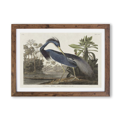 Louisiana Heron by John Audubon - Single Picture Frame Painting