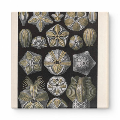 Kunstformen der Natur, Tafel 80 — Blastoidea (1904) — Square Canvas Wall Art