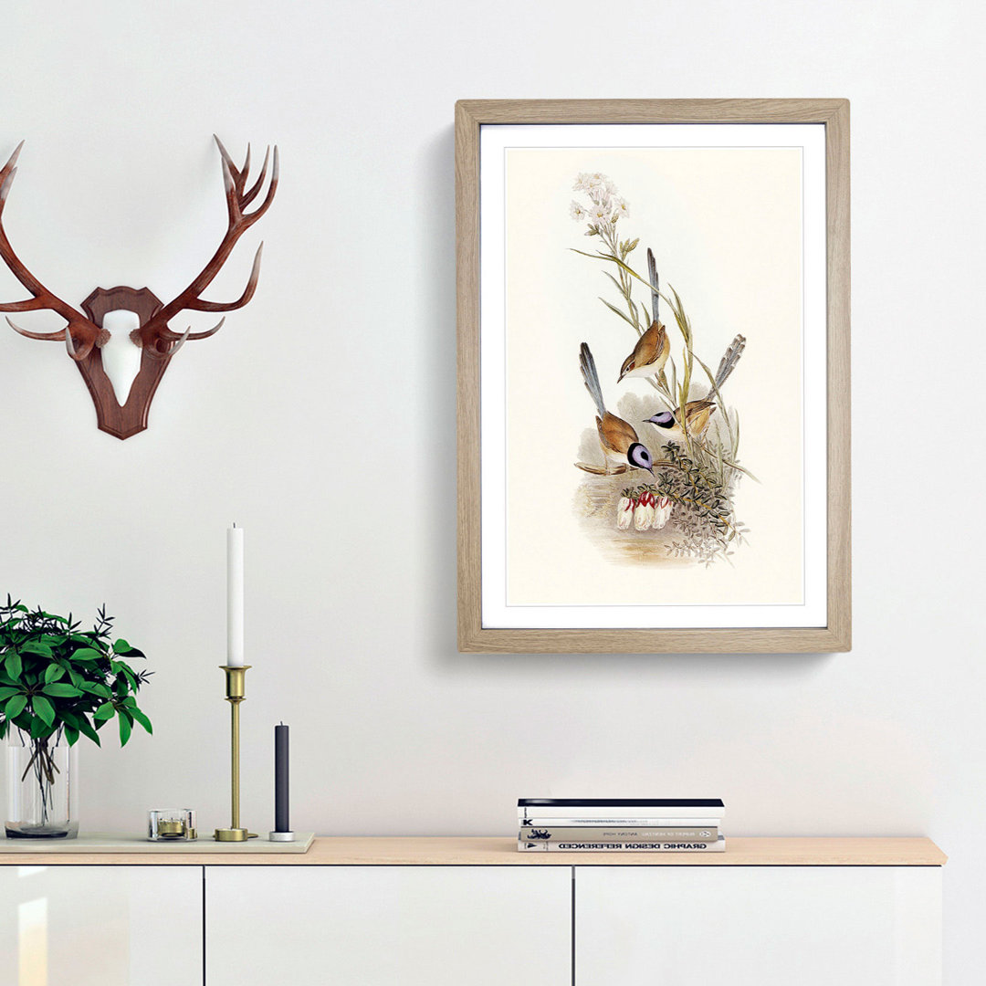 Crowned Wrens by Elizabeth Gould - Framed Print